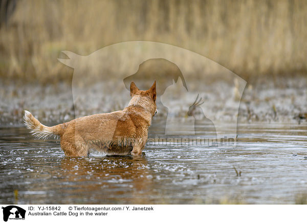 Australian Cattle Dog im Wasser / Australian Cattle Dog in the water / YJ-15842