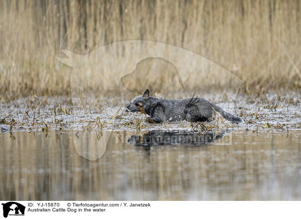 Australian Cattle Dog im Wasser / Australian Cattle Dog in the water / YJ-15870