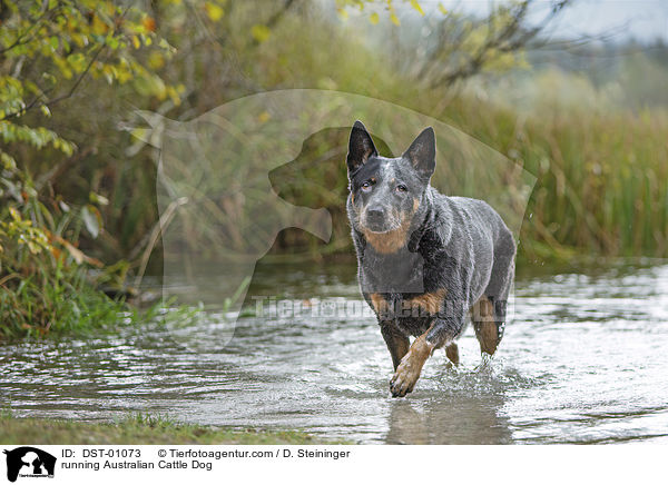 rennender Australian Cattle Dog / running Australian Cattle Dog / DST-01073