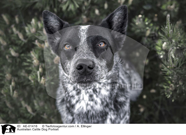 Australian Cattle Dog Portrait / Australian Cattle Dog Portrait / AE-01416