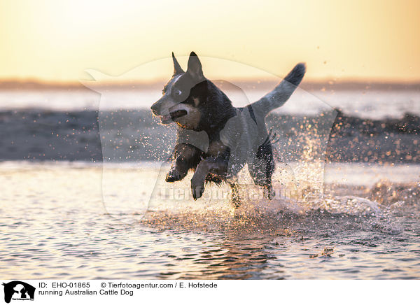 rennender Australian Cattle Dog / running Australian Cattle Dog / EHO-01865