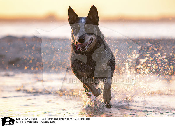 rennender Australian Cattle Dog / running Australian Cattle Dog / EHO-01866