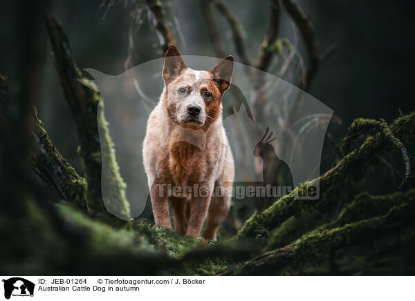 Australian Cattle Dog im Herbst / Australian Cattle Dog in autumn / JEB-01264