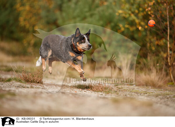 Australian Cattle Dog im Herbst / Australian Cattle Dog in autumn / KB-06031