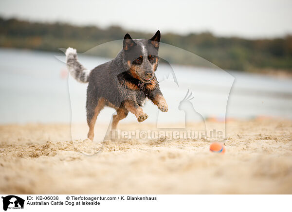 Australian Cattle Dog am Wasser / Australian Cattle Dog at lakeside / KB-06038