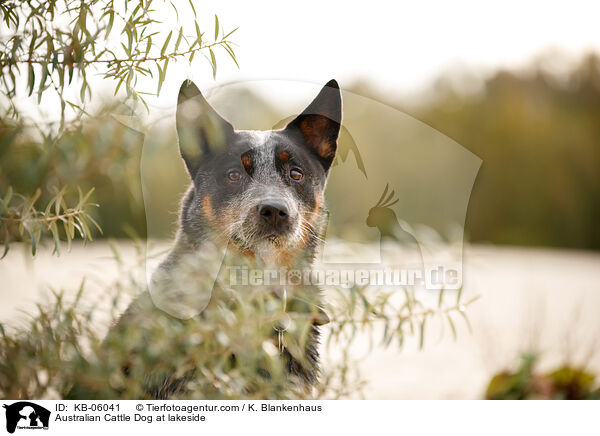 Australian Cattle Dog am Wasser / Australian Cattle Dog at lakeside / KB-06041