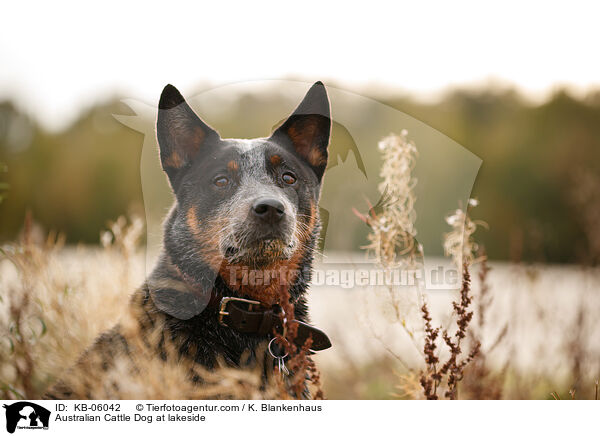 Australian Cattle Dog am Wasser / Australian Cattle Dog at lakeside / KB-06042