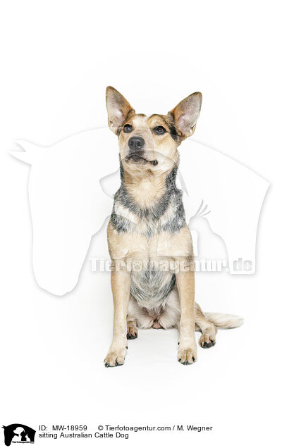 sitzender Australian Cattle Dog / sitting Australian Cattle Dog / MW-18959