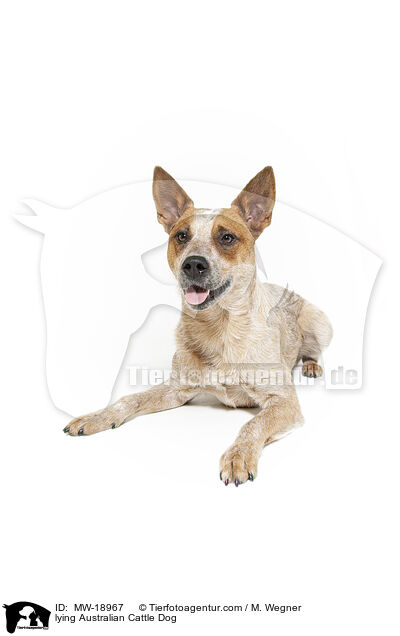 liegender Australian Cattle Dog / lying Australian Cattle Dog / MW-18967