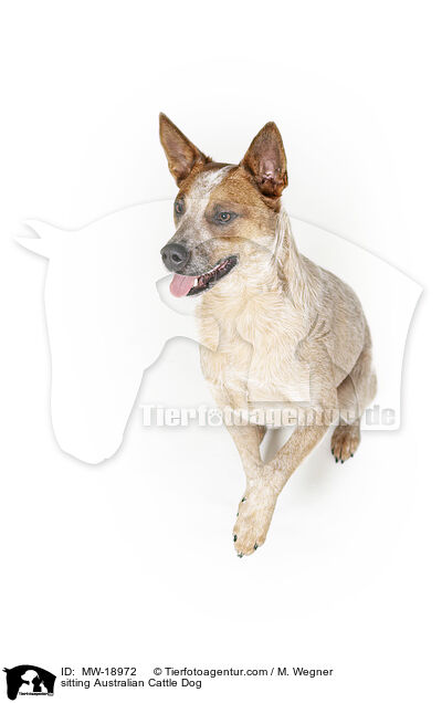 sitzender Australian Cattle Dog / sitting Australian Cattle Dog / MW-18972