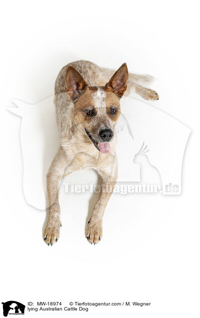 liegender Australian Cattle Dog / lying Australian Cattle Dog / MW-18974