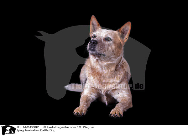 liegender Australian Cattle Dog / lying Australian Cattle Dog / MW-19302