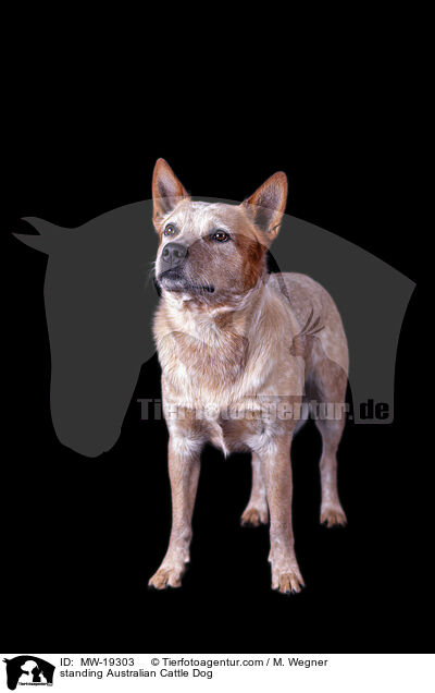 stehender Australian Cattle Dog / standing Australian Cattle Dog / MW-19303