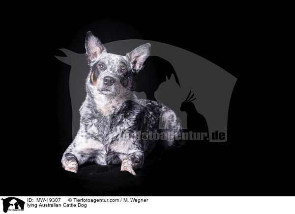 liegender Australian Cattle Dog / lying Australian Cattle Dog / MW-19307