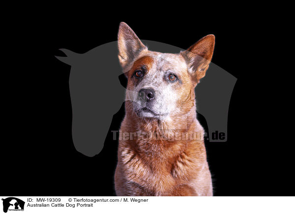 Australian Cattle Dog Portrait / Australian Cattle Dog Portrait / MW-19309