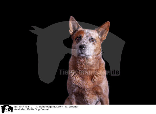 Australian Cattle Dog Portrait / Australian Cattle Dog Portrait / MW-19310