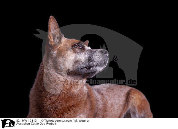 Australian Cattle Dog Portrait / Australian Cattle Dog Portrait / MW-19313