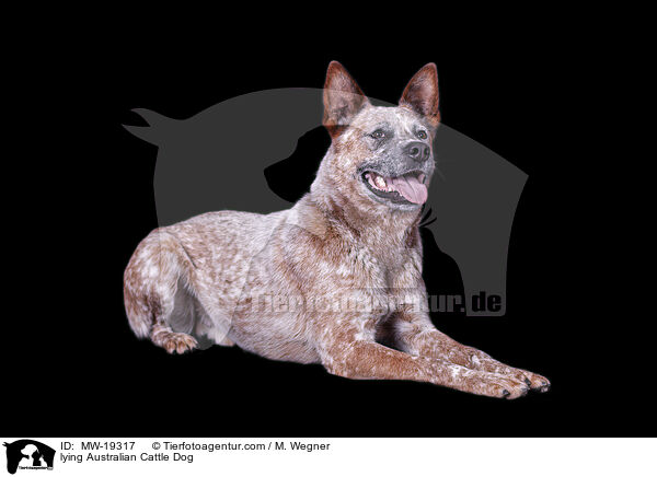 liegender Australian Cattle Dog / lying Australian Cattle Dog / MW-19317