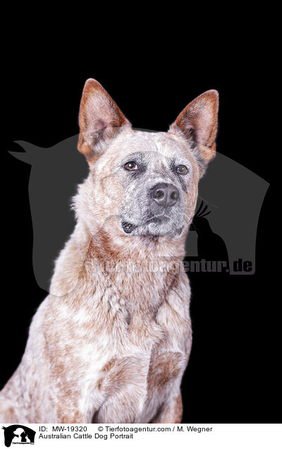 Australian Cattle Dog Portrait / Australian Cattle Dog Portrait / MW-19320