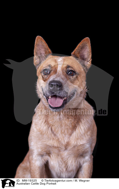 Australian Cattle Dog Portrait / Australian Cattle Dog Portrait / MW-19325