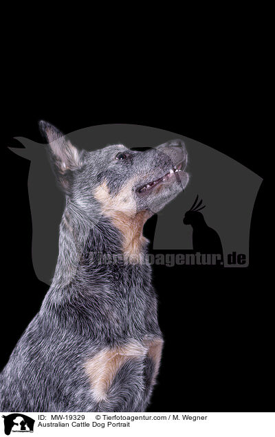 Australian Cattle Dog Portrait / Australian Cattle Dog Portrait / MW-19329