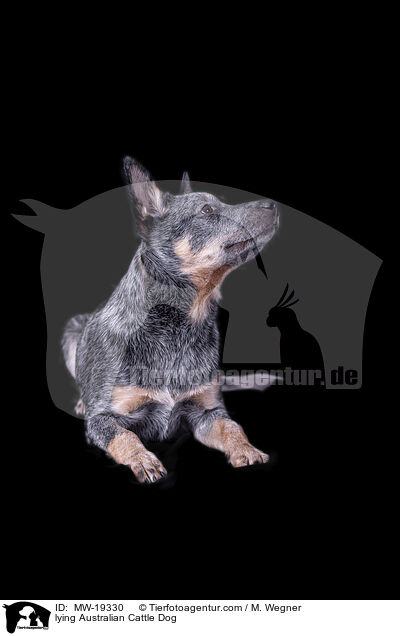 liegender Australian Cattle Dog / lying Australian Cattle Dog / MW-19330