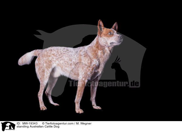 stehender Australian Cattle Dog / standing Australian Cattle Dog / MW-19343