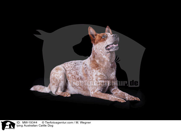 liegender Australian Cattle Dog / lying Australian Cattle Dog / MW-19344