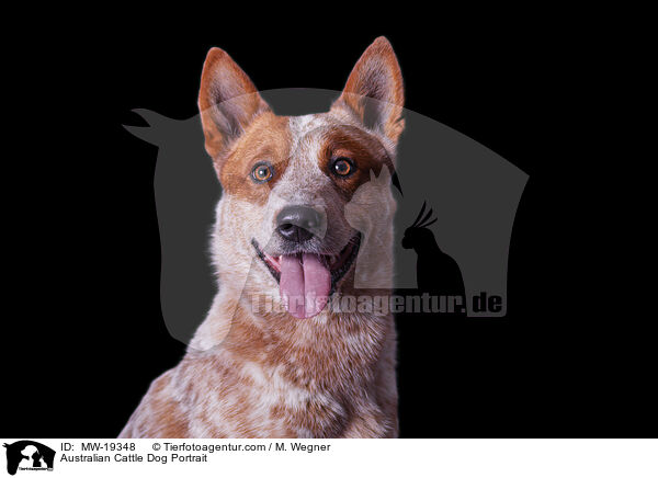 Australian Cattle Dog Portrait / Australian Cattle Dog Portrait / MW-19348