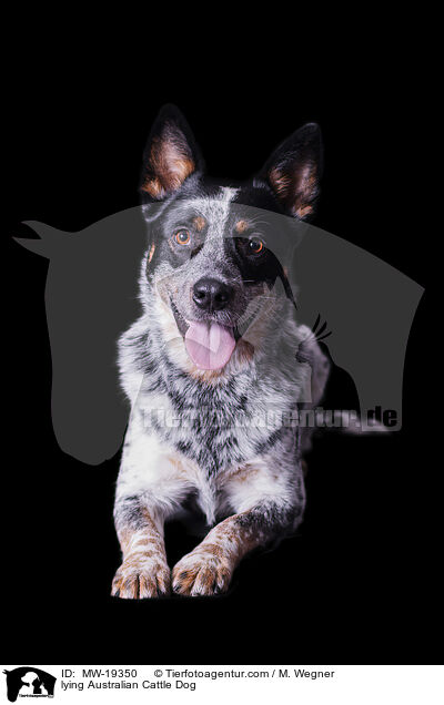 liegender Australian Cattle Dog / lying Australian Cattle Dog / MW-19350