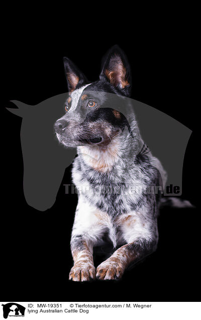 liegender Australian Cattle Dog / lying Australian Cattle Dog / MW-19351