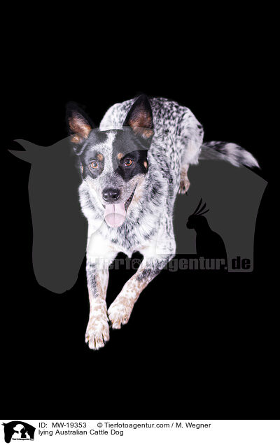 liegender Australian Cattle Dog / lying Australian Cattle Dog / MW-19353