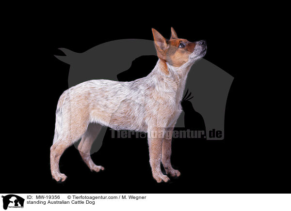 stehender Australian Cattle Dog / standing Australian Cattle Dog / MW-19356