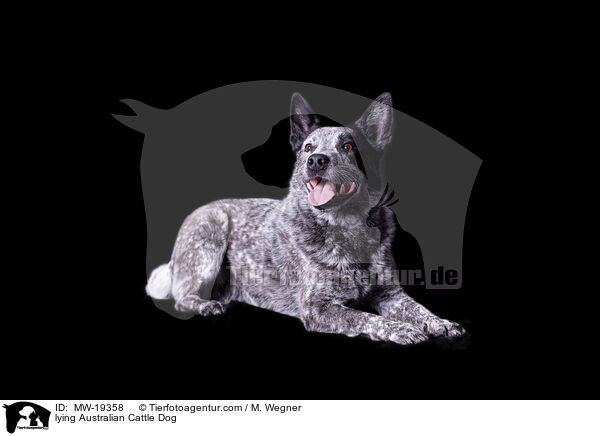 liegender Australian Cattle Dog / lying Australian Cattle Dog / MW-19358