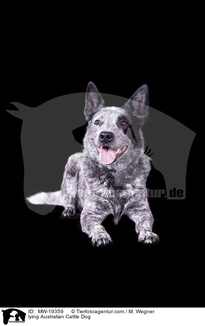 liegender Australian Cattle Dog / lying Australian Cattle Dog / MW-19359