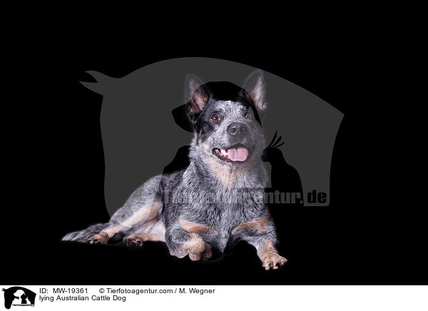 liegender Australian Cattle Dog / lying Australian Cattle Dog / MW-19361