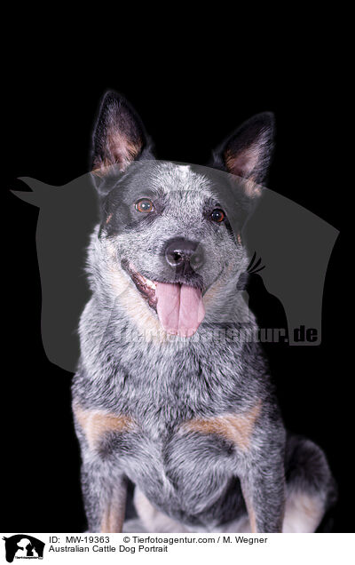 Australian Cattle Dog Portrait / Australian Cattle Dog Portrait / MW-19363