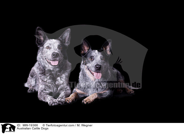 Australian Cattle Dogs / Australian Cattle Dogs / MW-19366