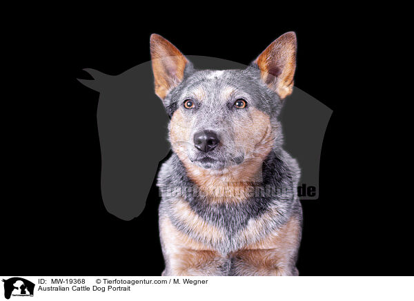 Australian Cattle Dog Portrait / Australian Cattle Dog Portrait / MW-19368