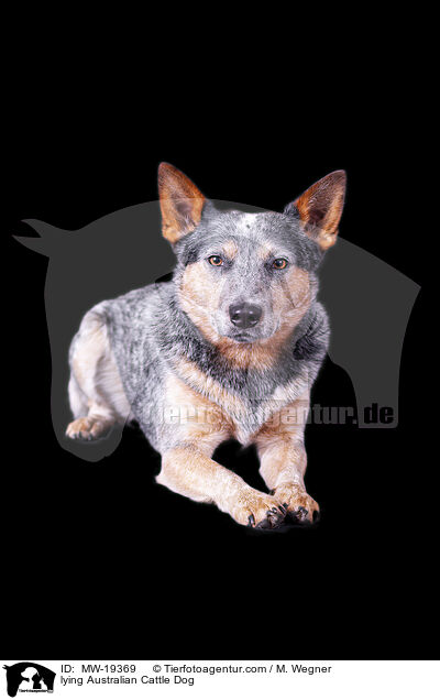 liegender Australian Cattle Dog / lying Australian Cattle Dog / MW-19369