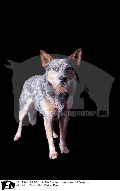 stehender Australian Cattle Dog / standing Australian Cattle Dog / MW-19370