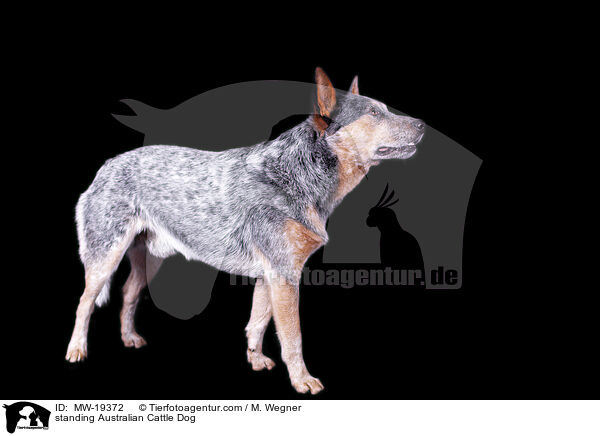 stehender Australian Cattle Dog / standing Australian Cattle Dog / MW-19372