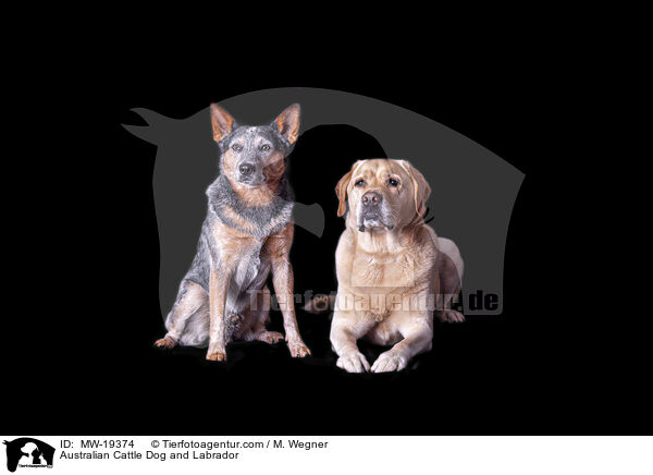 Australian Cattle Dog und Labrador / Australian Cattle Dog and Labrador / MW-19374