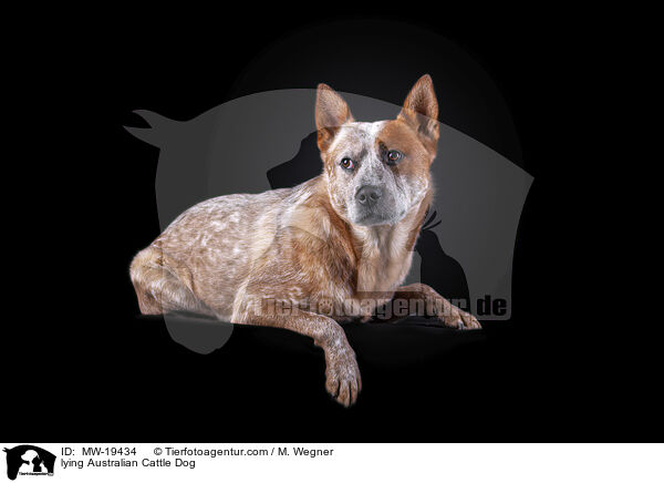 liegender Australian Cattle Dog / lying Australian Cattle Dog / MW-19434