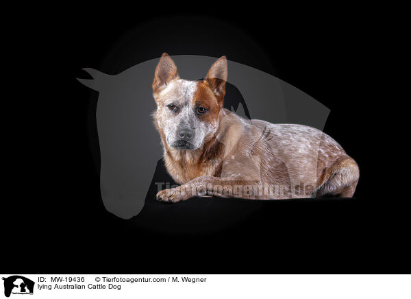 liegender Australian Cattle Dog / lying Australian Cattle Dog / MW-19436