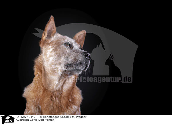 Australian Cattle Dog Portrait / Australian Cattle Dog Portrait / MW-19442