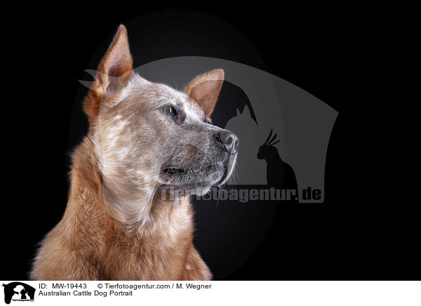 Australian Cattle Dog Portrait / Australian Cattle Dog Portrait / MW-19443