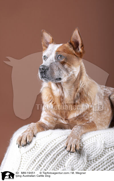 liegender Australian Cattle Dog / lying Australian Cattle Dog / MW-19451