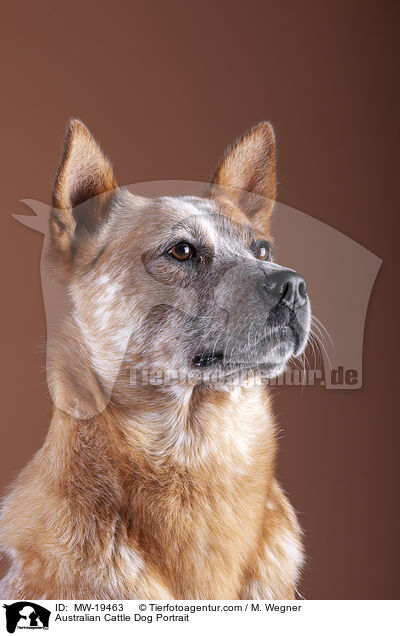 Australian Cattle Dog Portrait / Australian Cattle Dog Portrait / MW-19463