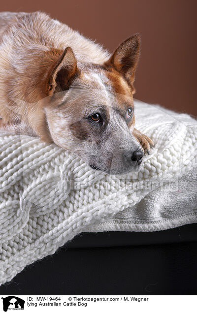 liegender Australian Cattle Dog / lying Australian Cattle Dog / MW-19464